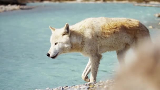 Caça do lobo pela água do rio da floresta — Vídeo de Stock
