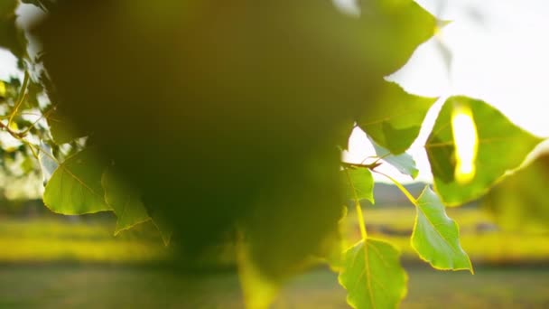 植物生活在日出 — 图库视频影像