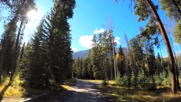 Evergreen forest in remote location — Stock Video