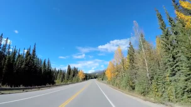 Hábitat forestal siempreverde en Canadá — Vídeo de stock