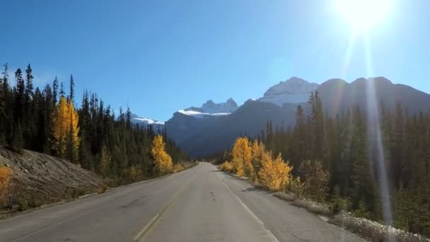 Hábitat forestal siempreverde en Canadá — Vídeos de Stock