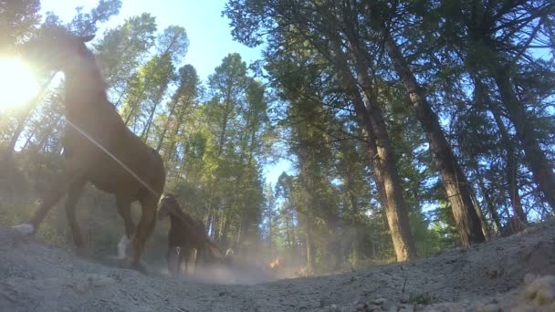 Cavalos correndo na floresta Roundup em Dude Ranch Portugal — Vídeo de Stock