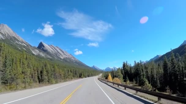 Immergrüner Lebensraum Wald in Kanada — Stockvideo