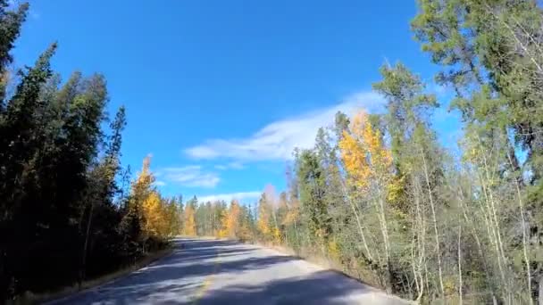 在加拿大的常绿森林栖息地 — 图库视频影像