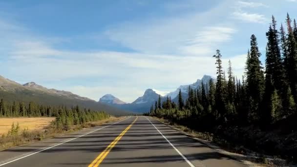 Hábitat forestal siempreverde en Canadá — Vídeo de stock