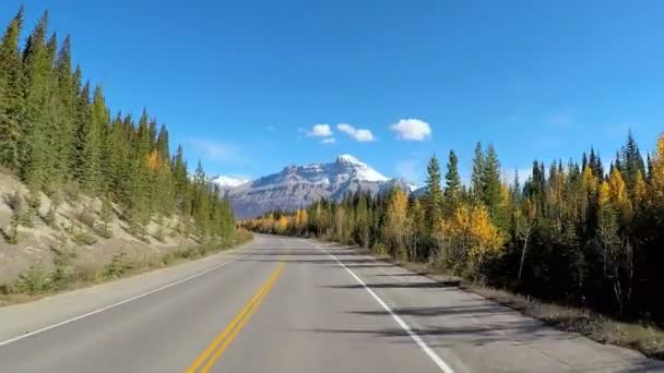 Barrskog på fjärrplats — Stockvideo