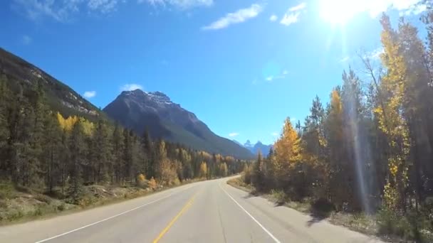 Вічнозеленими лісами Хабітат в Канаді — стокове відео