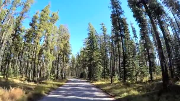 Evergreen forest in remote location — Stock Video