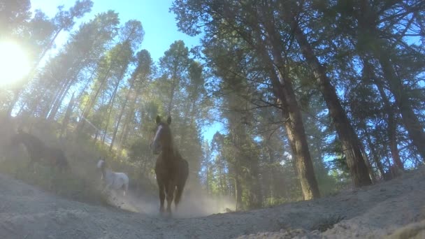 Лошади, бегущие в лесу Ограбление на ранчо чувак США — стоковое видео