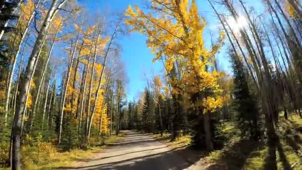 Evergreen skogshabitat i Kanada — Stockvideo