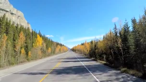Evergreen forest habitat in Canada — Stock Video