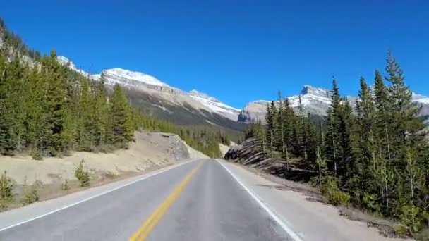 Hábitat forestal siempreverde en Canadá — Vídeo de stock