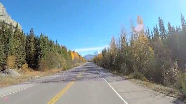 Bosque siempreverde en ubicación remota — Vídeo de stock