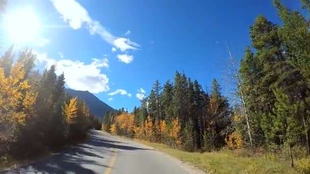 Habitat florestal perene no Canadá — Vídeo de Stock