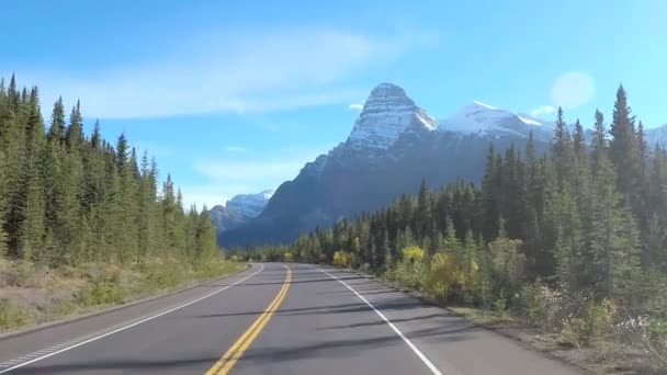 Foresta sempreverde in posizione remota — Video Stock