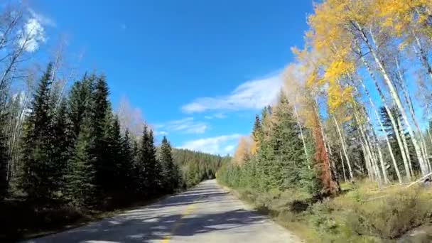 Hábitat forestal siempreverde en Canadá — Vídeo de stock