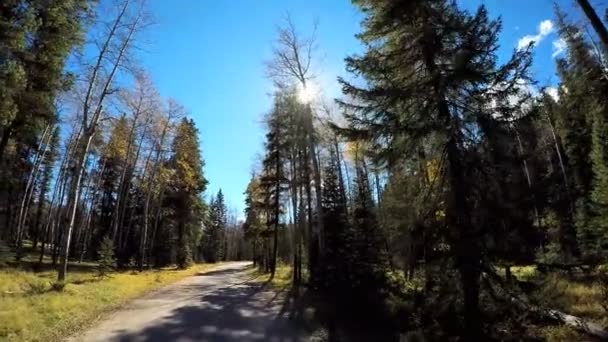 Wiecznie zielony las siedliska w Kanada — Wideo stockowe