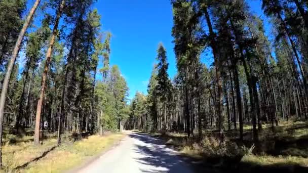 Hábitat forestal siempreverde en Canadá — Vídeo de stock