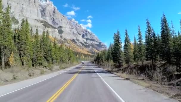 Habitat forestale sempreverde in Canada — Video Stock