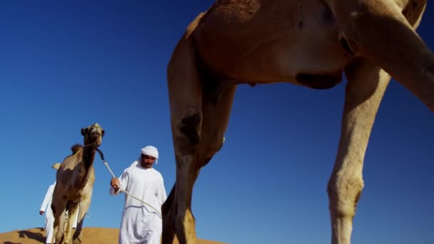 Comboio de camelos que viajam pelo deserto — Vídeo de Stock