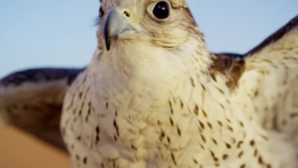 Dubai çölünde bir yırtıcı kuş