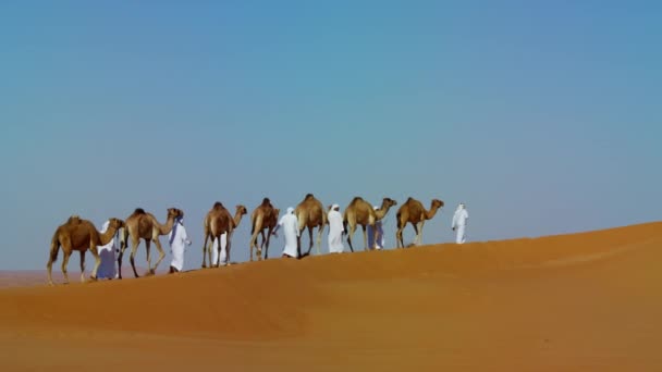 Camello caravana viajando a través del desierto — Vídeos de Stock