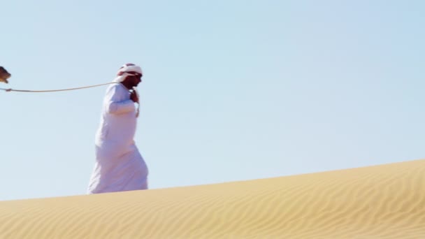 Bedouin male leading camels through desert — Stock Video