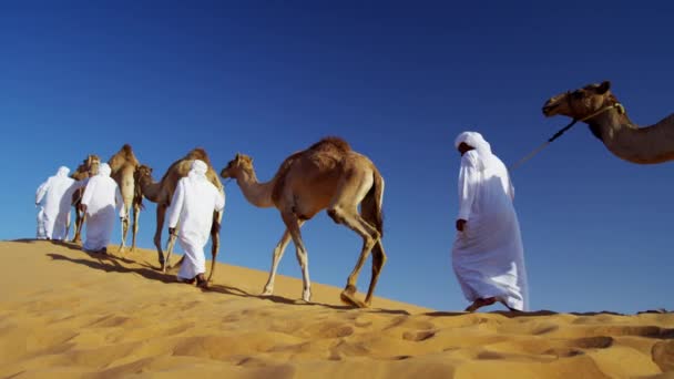 Camello caravana viajando a través del desierto — Vídeos de Stock