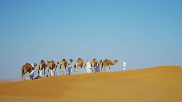 Camel caravane voyageant à travers le désert — Video