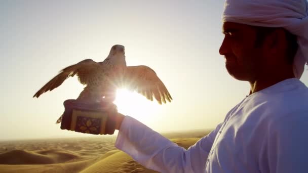 Falcon on gloved wrist of owner — Stock Video