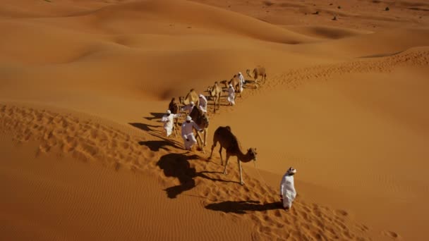 Konvoi von Kamelen fährt durch Wüste — Stockvideo