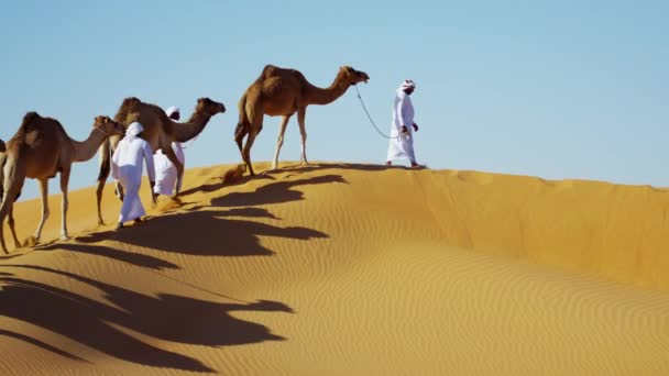 Camels voyageant à travers le désert — Video