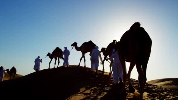 Camels voyageant à travers le désert — Video