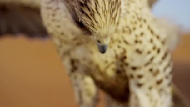 Kopf eines Saker-Falken in der Wüste — Stockvideo