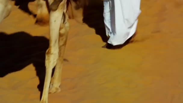 Camellos en Safari en dunas de arena del desierto — Vídeo de stock