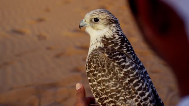 Falcon on gloved wrist of owner — Stock Video