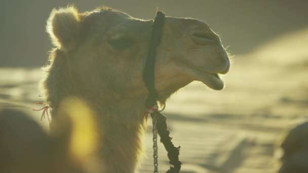 Верблюди відпочивають на сафарі в пустелі — стокове відео