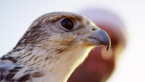 Ausgebildeter Falke an männlichen Besitzer gebunden — Stockvideo