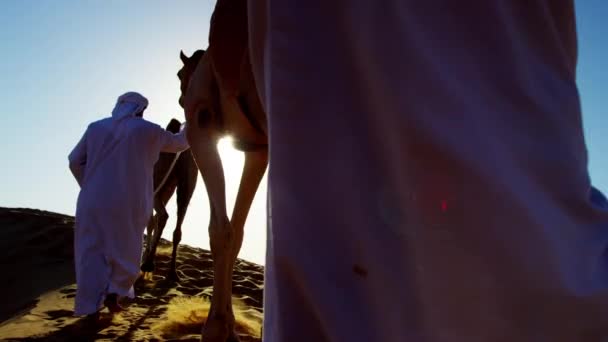 Bedouin males leading camels through desert — Stock Video