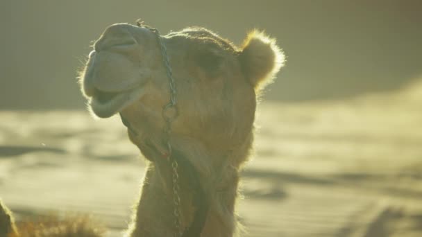 Верблюд отдыхает на песке пустыни — стоковое видео
