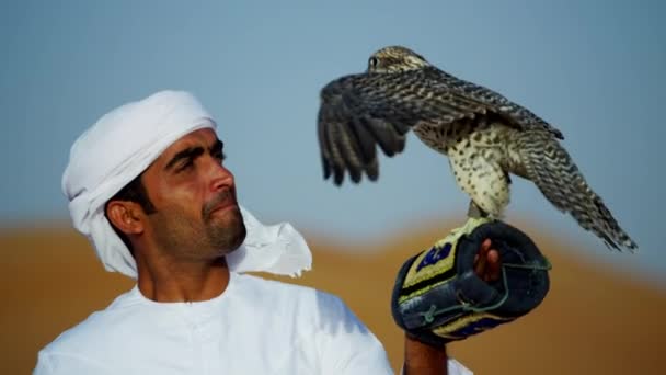 Falcon on gloved wrist of owner — Stock Video