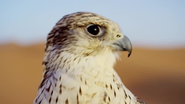Saker falcon in Arabian desert — Stock Video