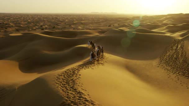 Arabische Männchen führen Kamele durch die Wüste — Stockvideo