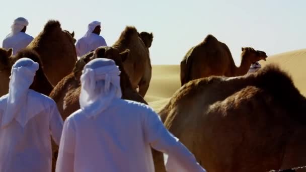Hombres beduinos guiando camellos por el desierto — Vídeo de stock