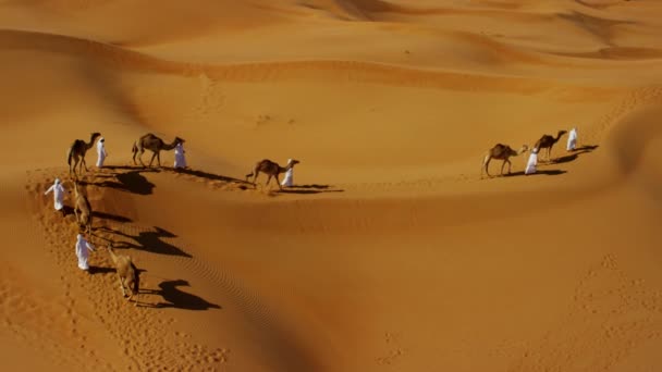 Convoy of camels travelling across desert — Stock Video