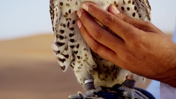 Falcon på handskar handled av ägaren — Stockvideo