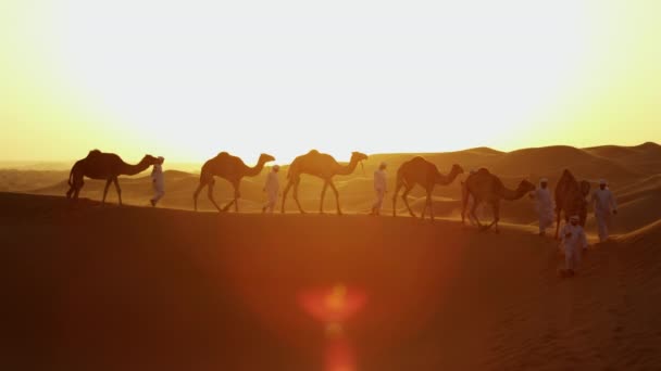 Eigenaars van de kameel in woestijn konvooi — Stockvideo