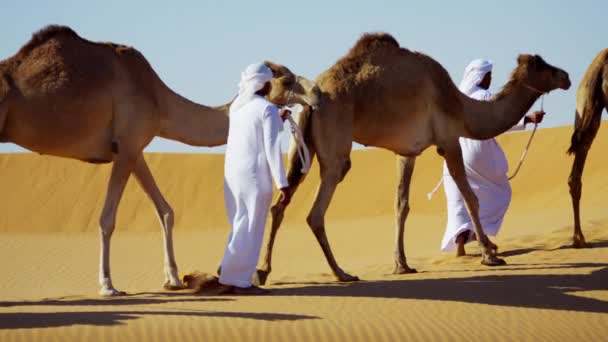 Camello caravana viajando a través del desierto — Vídeos de Stock