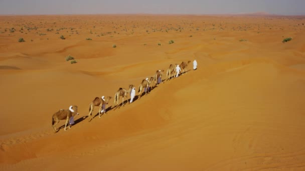 Camel train travelling across desert — Stock Video