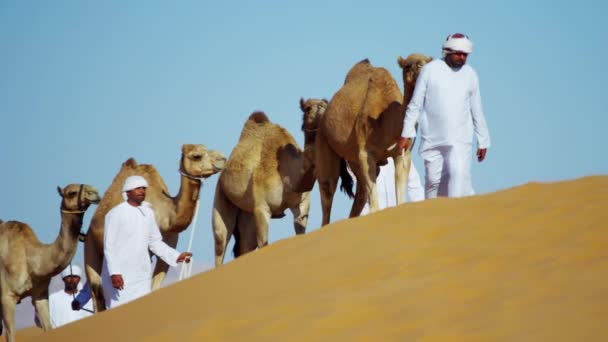 Бедуины-самцы, путешествующие на верблюдах в пустыне — стоковое видео